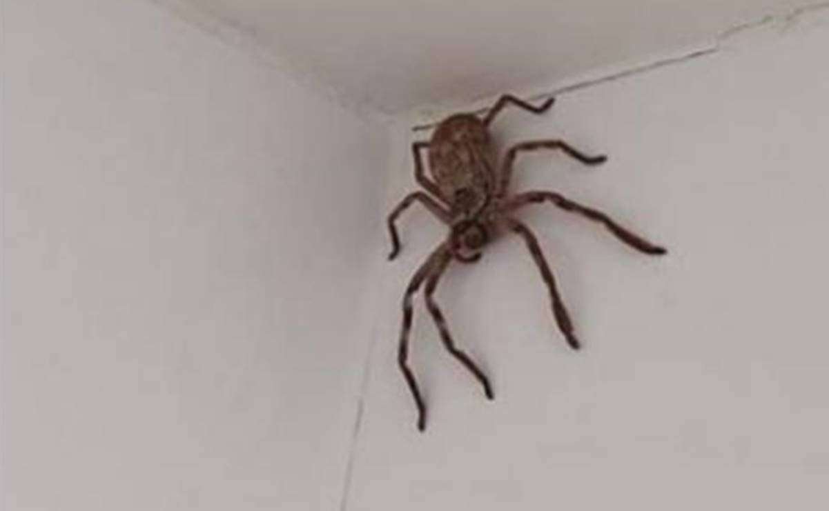 Captan invasión de arañas gigantes en casas de Australia por inundaciones