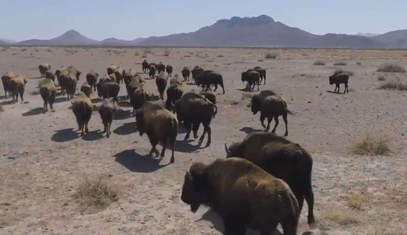 Captan a manada de búfalos intentando cruzar a Chihuahua desde Nuevo México