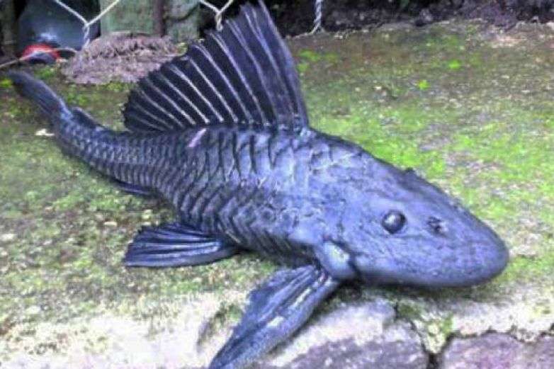 Ocasiona pez diablo desequilibrio en laguna de campeche