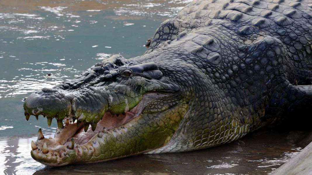 Lo captan alimentando a cocodrilo como si fuera su mascota