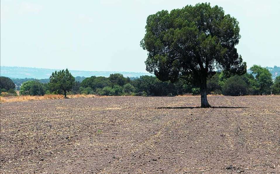 Piden ayuda agricultores al gobierno tras sequía extrema