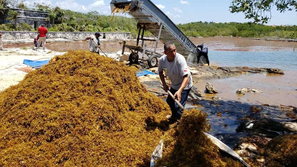 Prevén gran llegada de sargazo a quintana roo