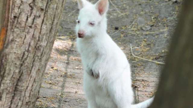 Nace canguro albino en zoológico de rusia
