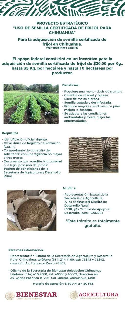 Impulsan uso de semilla certificada para mejorar cultivo de frijol 
