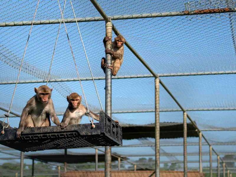 Así es como los macacos ayudan en la lucha contra el covid