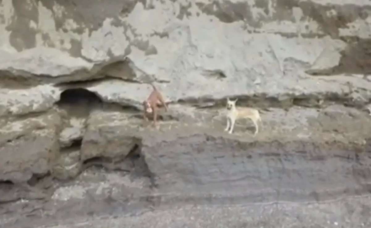 Dron capta en video a perritos atrapados en socavón de Puebla