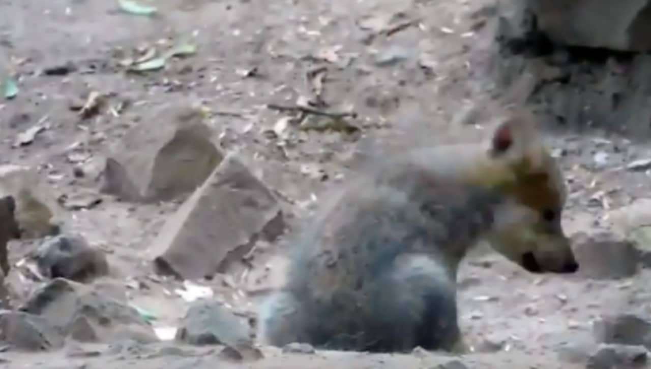 Captan primeros aullidos de cachorro de lobo mexicano en chapultepec