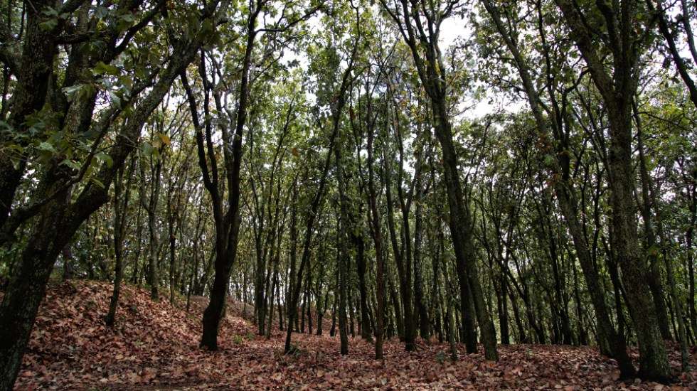 Frenan remate de terrenos en zona ambiental en jalisco