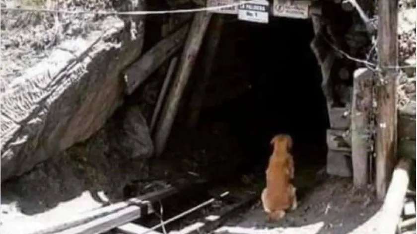 Sigue perro en espera de leopoldo; uno de los mineros muertos