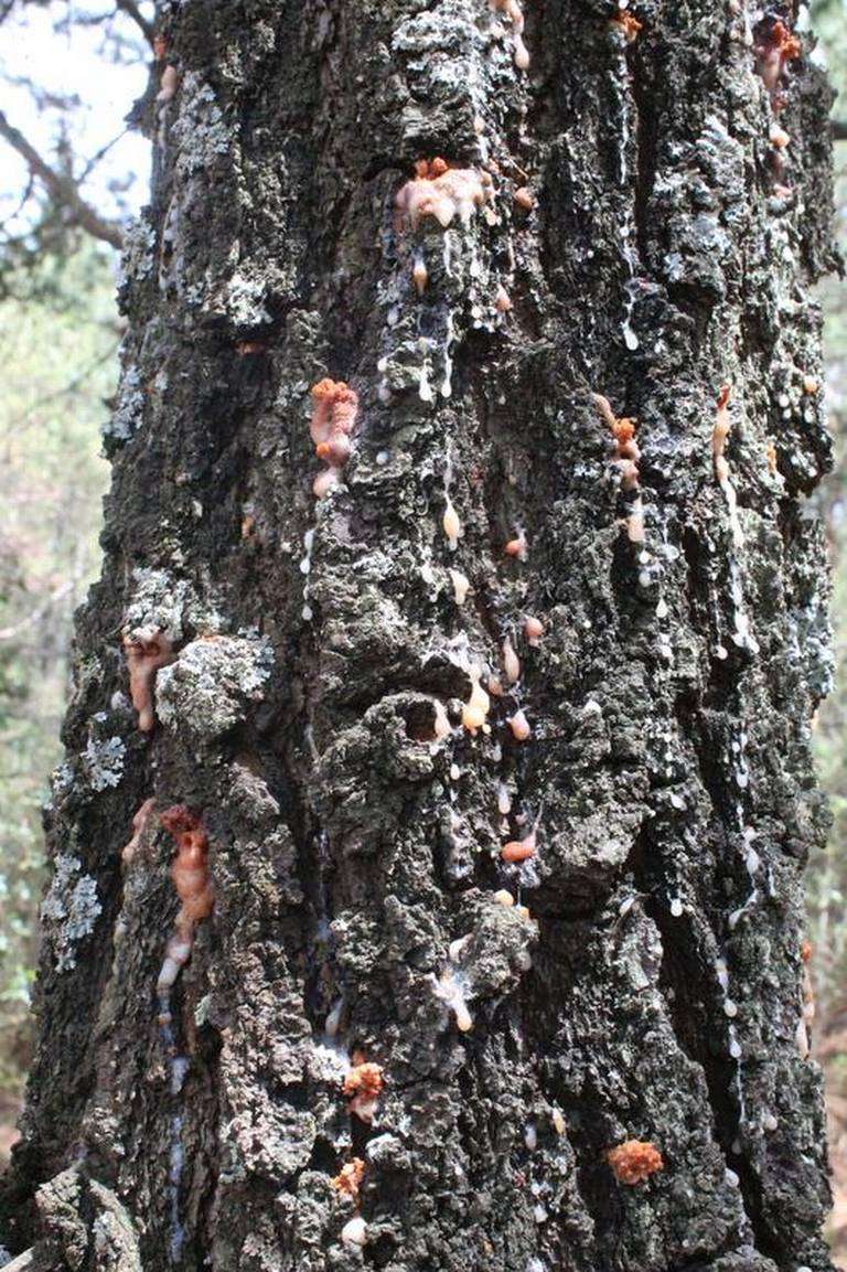 Reportan plaga de gusano barrenador en árboles de michoacán | La Opción de  Chihuahua