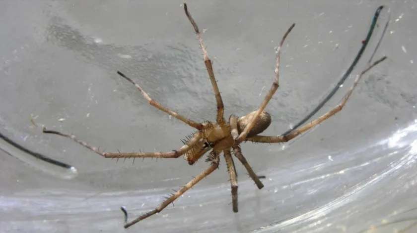 Muere por picadura de araña violinista en guanajuato