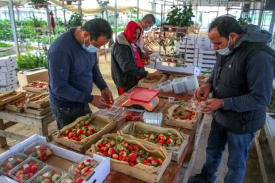 Reanudan exportaciones agrícolas en gaza