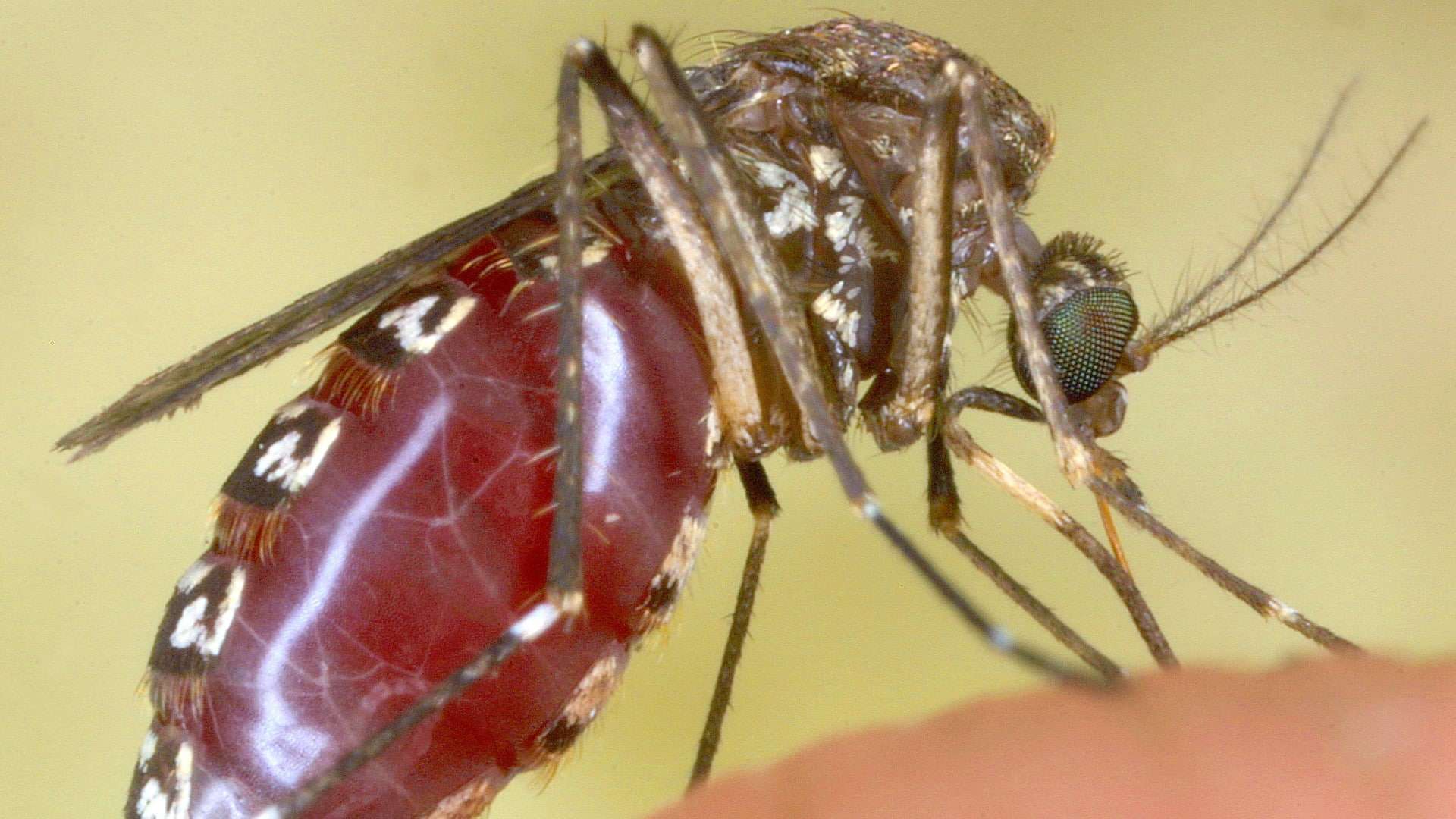 Registra campeche invasión de plaga de mosquitos 