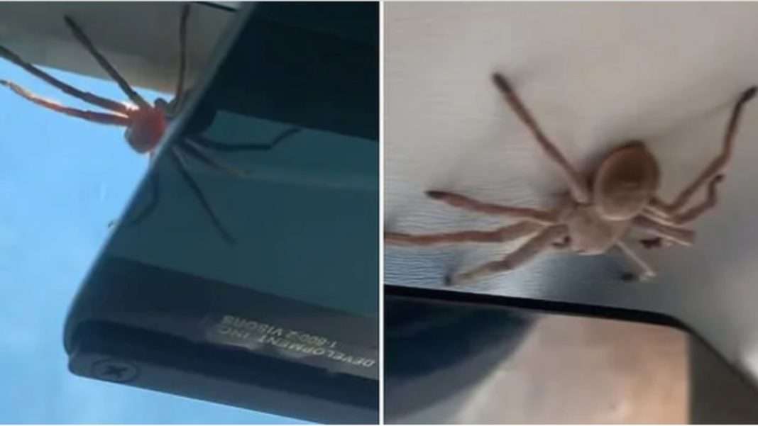 Video: Se enfrenta piloto a una super araña