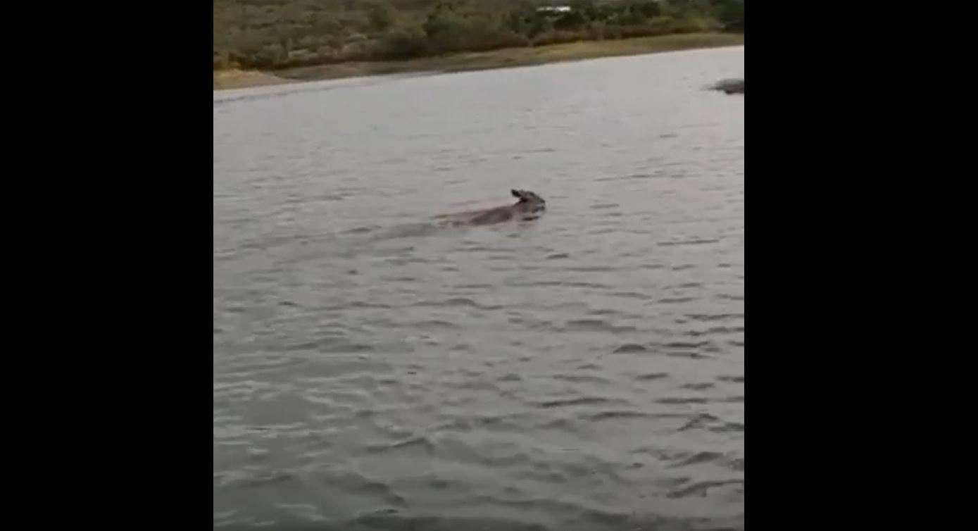 VIDEO: cruza a nado venado la fuerte corriente del río conchos