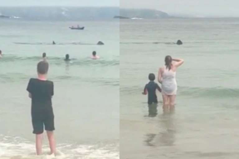 Genera terror tiburón gigante a turistas