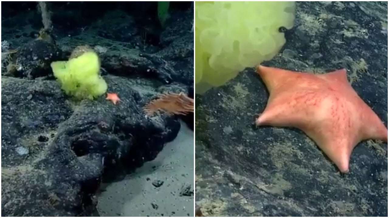 Vídeo: captan a bob esponja y patricio de la vida real en el atlántico | La  Opción de Chihuahua