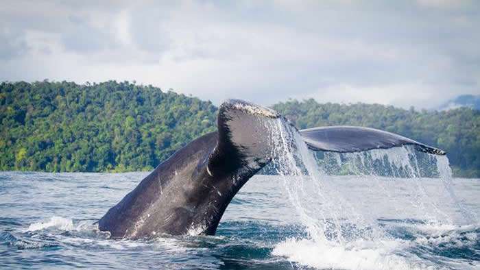 Delimita canal de panamá velocidad de buques para cuidar ballenas