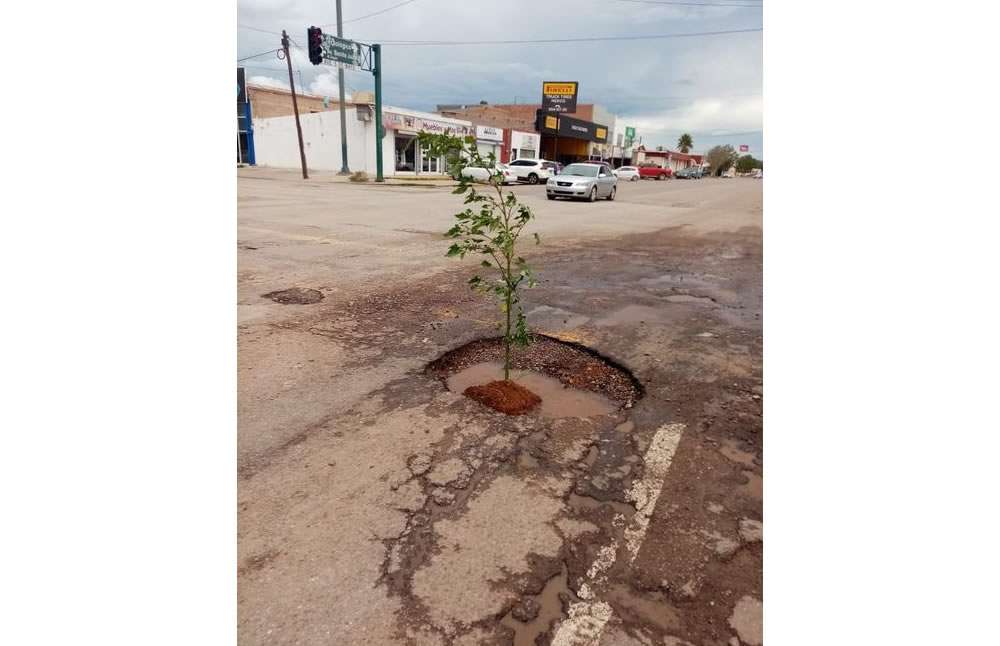 Reforestan baches de nuevo casas grandes | La Opción de Chihuahua