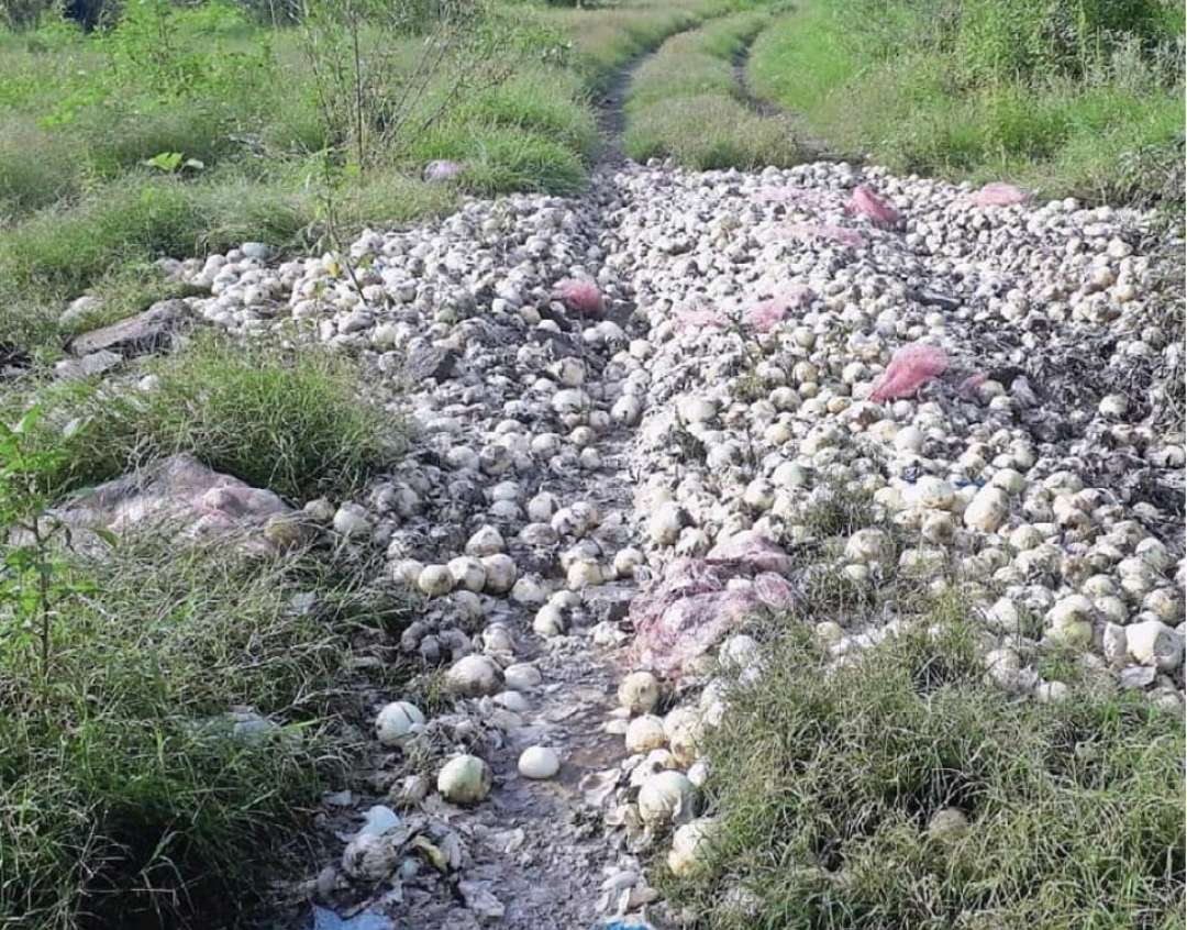 Se quejan por tiradero de cebolla en mal estado cerca del río