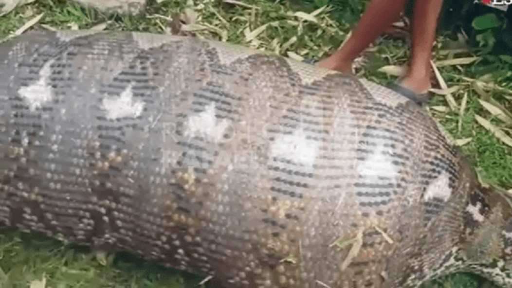 Devora serpiente a una vaca y explota en tailandia 
