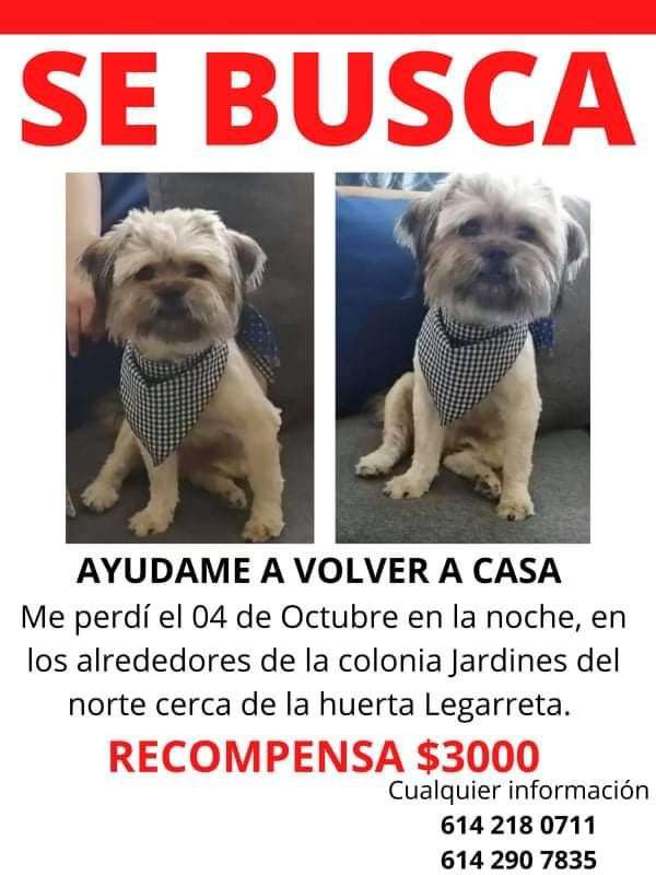 Se busca perrita y ofrecen recompensa