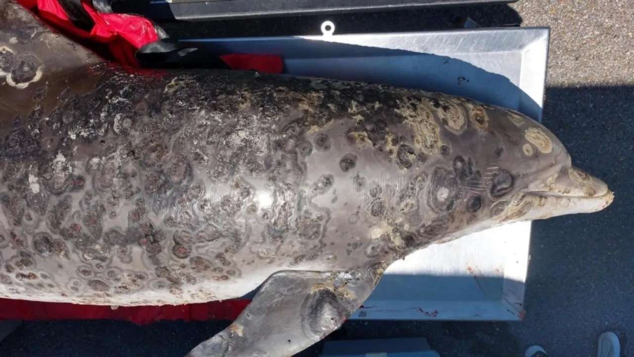 Bióloga explica por qué no debes devolver al mar a un animal varado