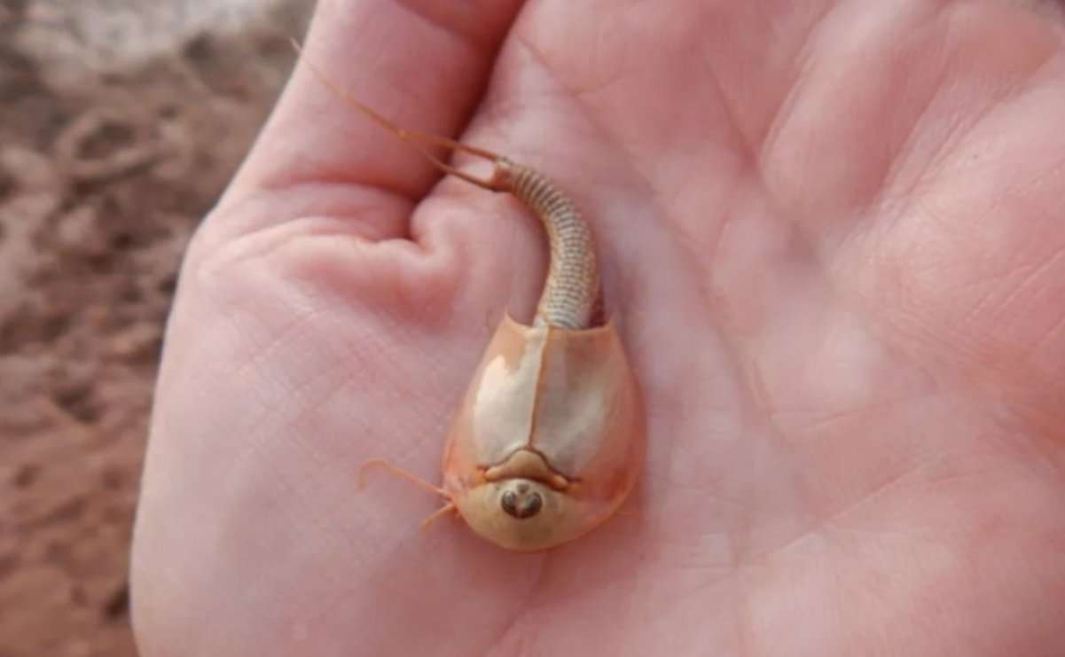 Hallan camarones dinosaurio de tres ojos tras lluvias en arizona