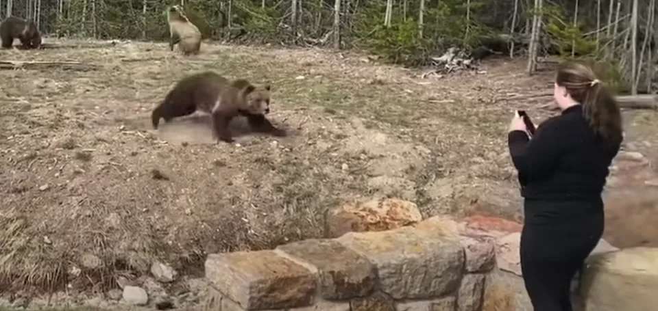 La condenan a prisión por encuentro con oso grizzly en yellowstone