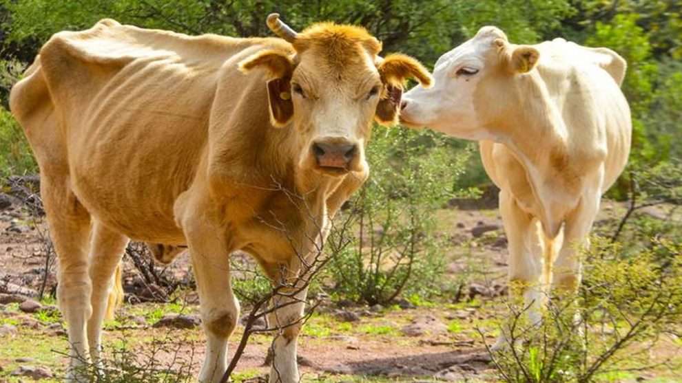 Buscan eliminar hatos ganaderos infectados en la región 
