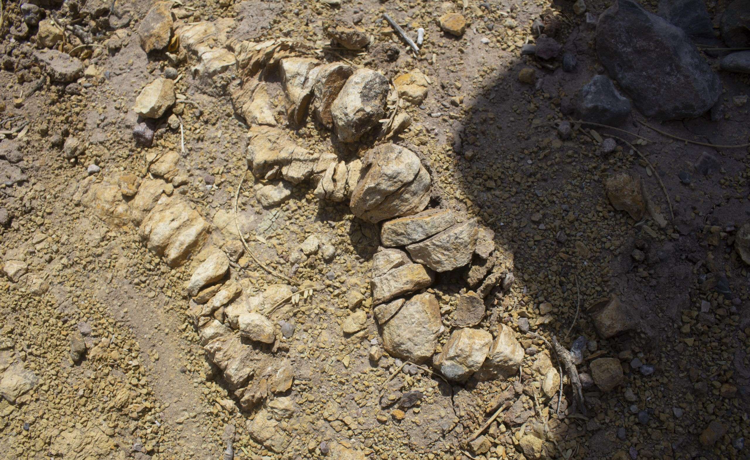 Encuentran restos de huesos de dinosaurio petrificados en el bolsón de mapimí