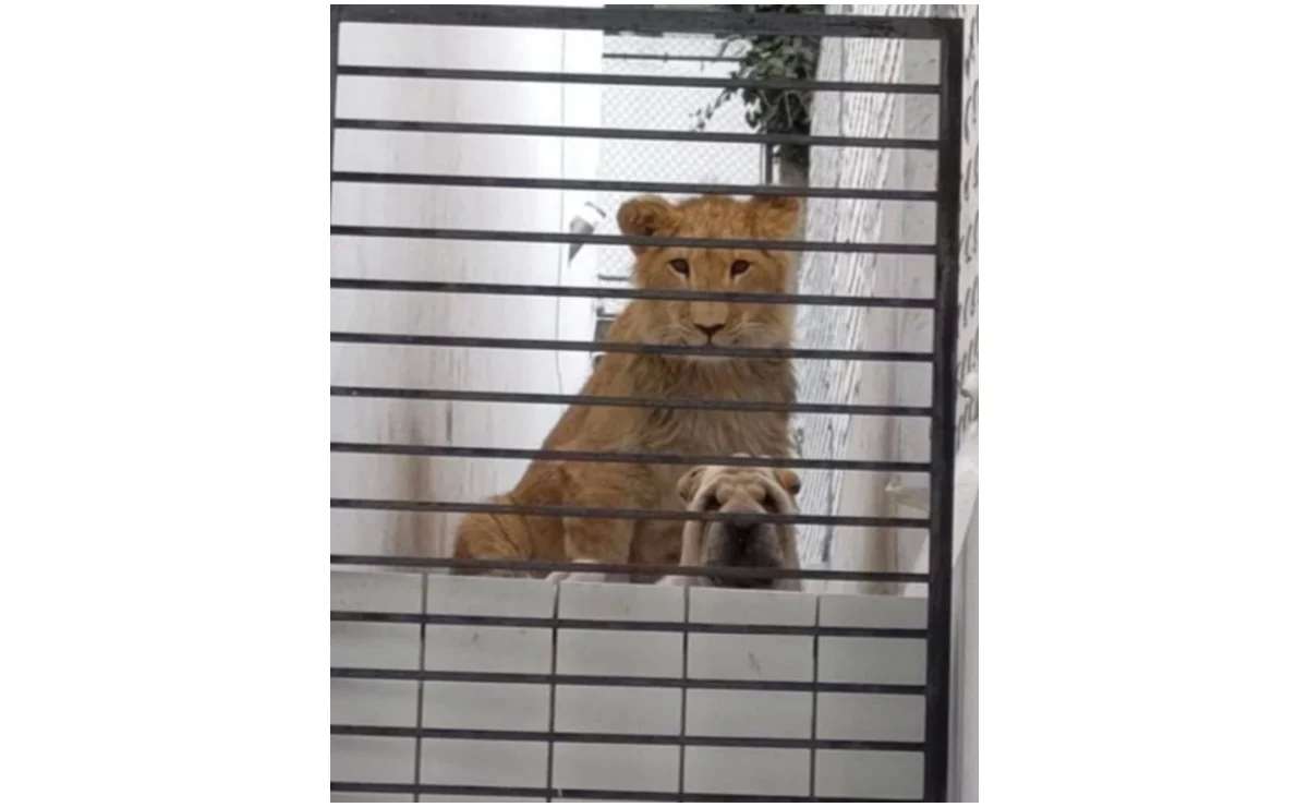 Se llevan dueños a león localizado en residencia en cdmx