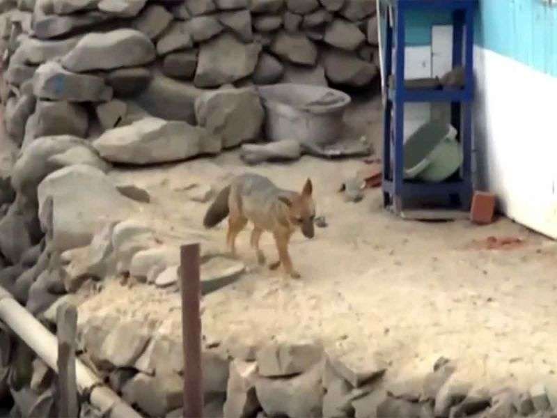 Compraron un perrito en el mercado; resultó ser un zorro andino