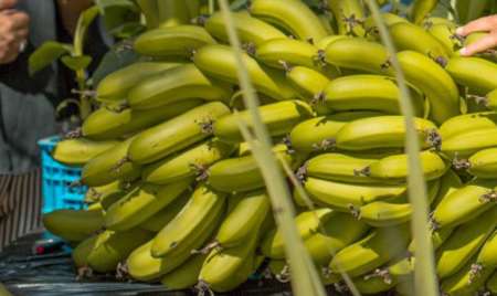 Aseguran que plátanos marroquíes son saludables