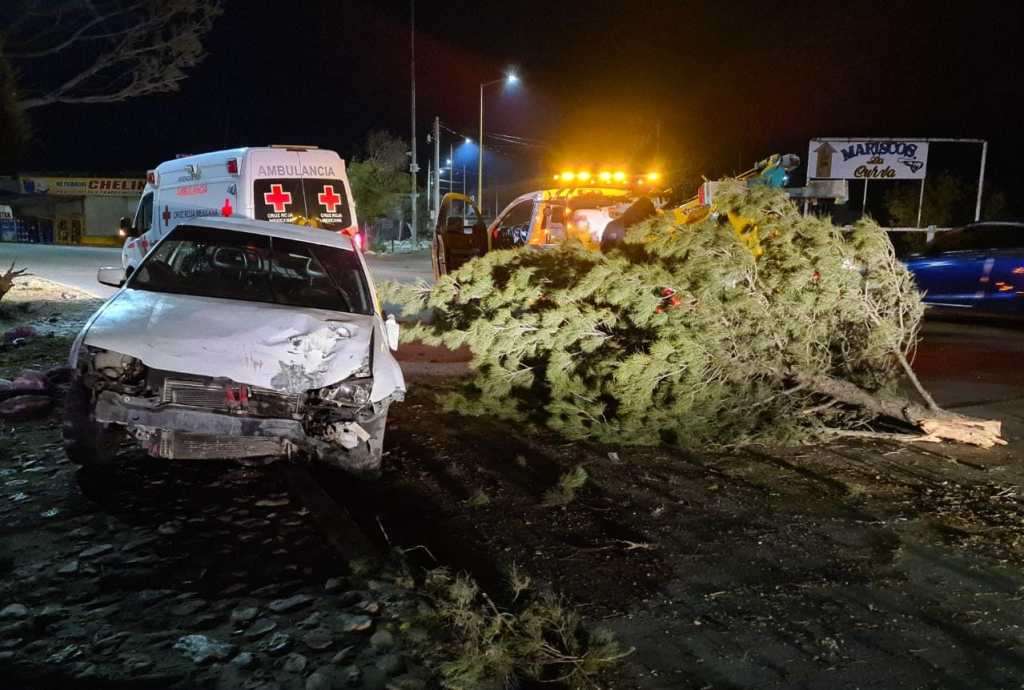 Destroza ebrio automóvil y derriba arbolito en la niños héroes | La Opción  de Chihuahua