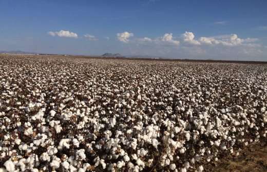 Invitan a productores a plantar algodón este próximo ciclo agrícola