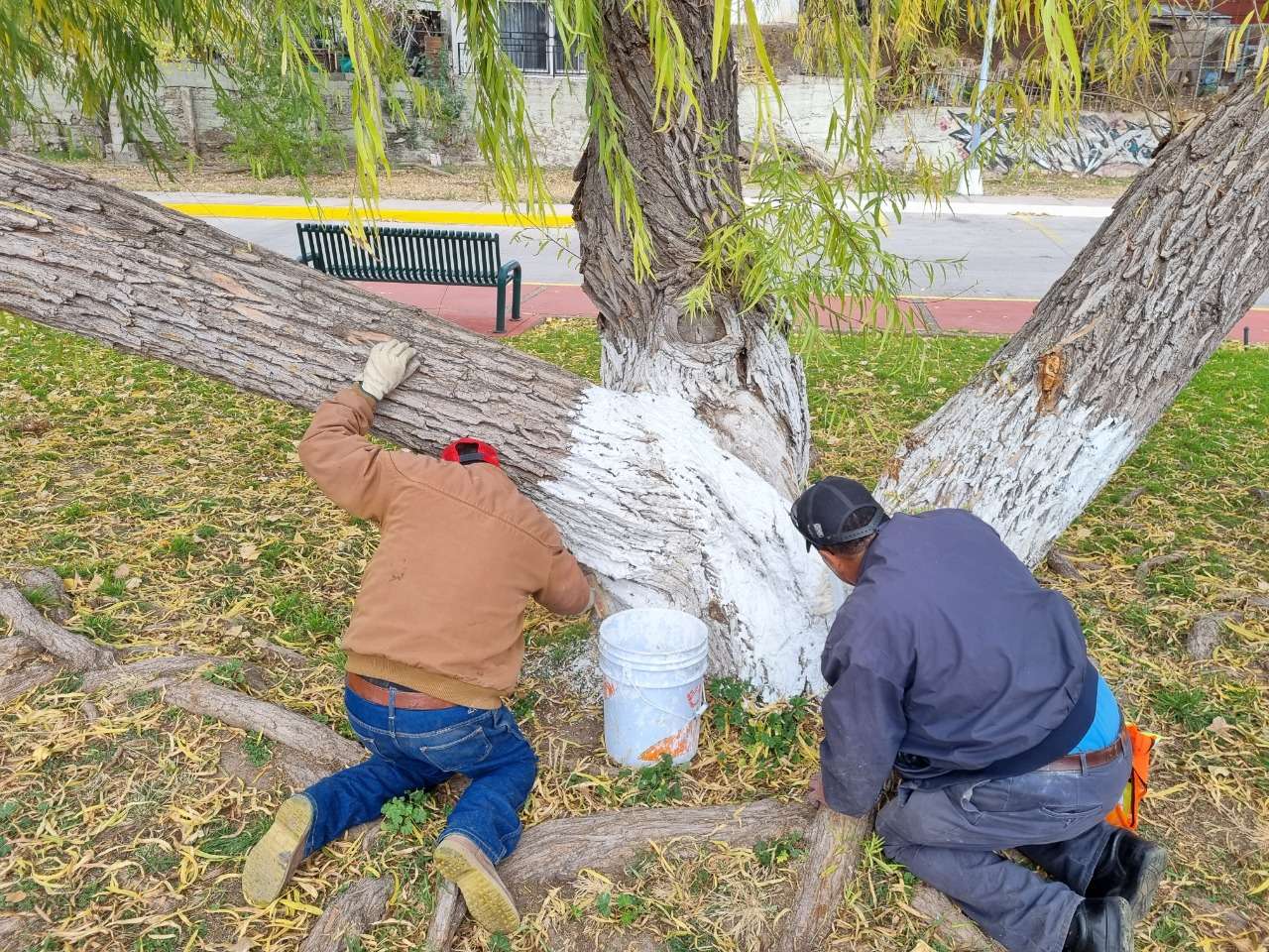 Encalan árboles y limpian parque lineal en la cantera | La Opción de  Chihuahua