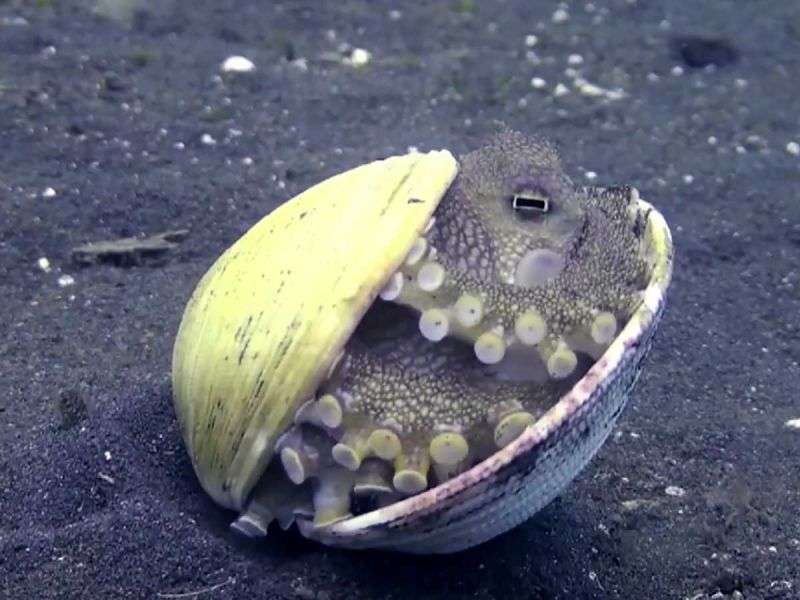 Graban cría de pulpo escondida en concha marina