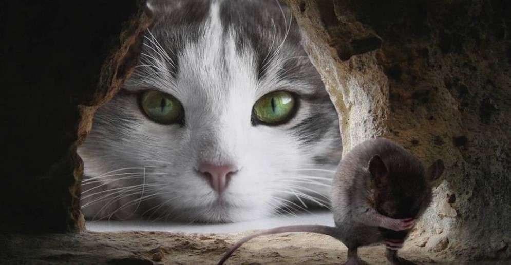 Video: Se enfrenta rata a un gato y gana la pelea