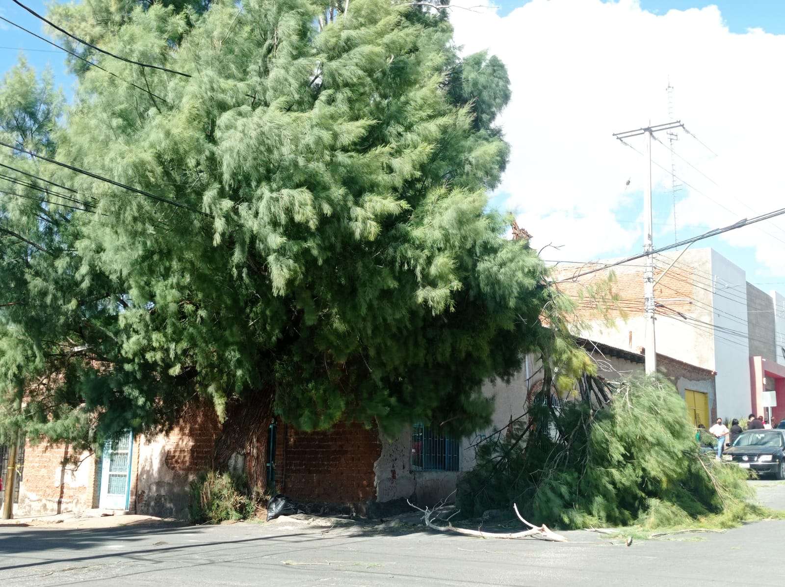 Cae árbol en cables de luz y teléfono en la obrera | La Opción de Chihuahua