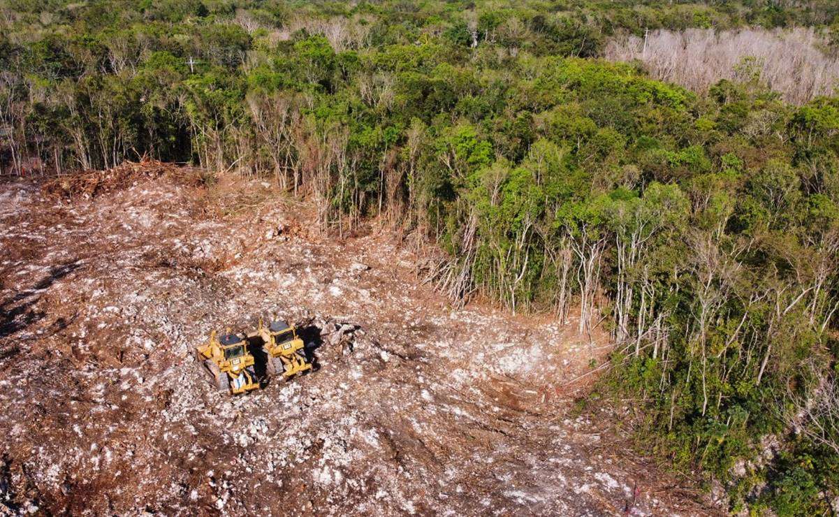 Avanza deforestación en selva por obras del tren maya 