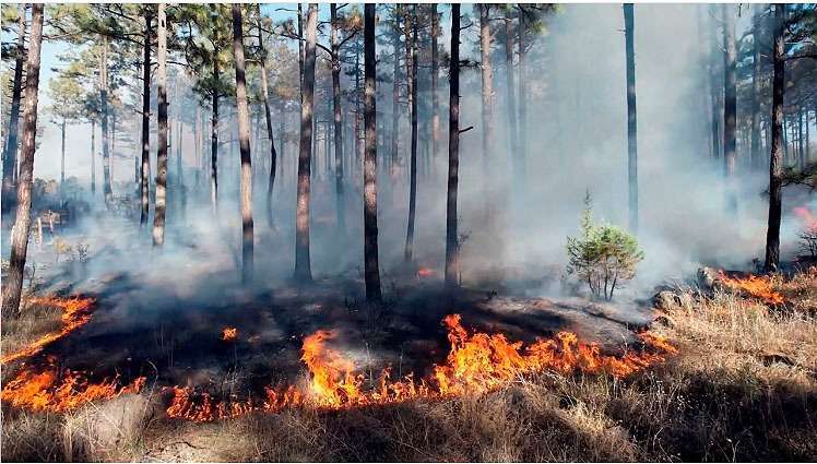 Ofrecen $500 pesos diarios apagando incendio forestal