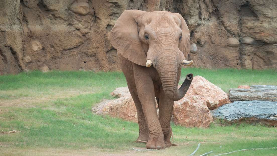 Ayuda elefante a rescatar a un antílope que cae a pileta