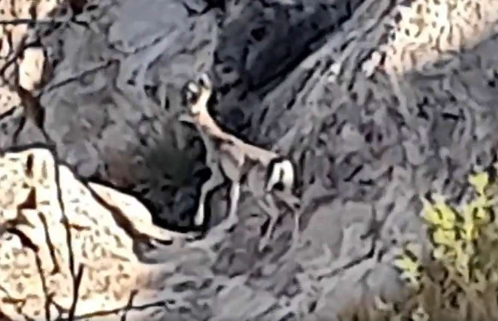 Divisan ejemplar de venado en sierra de nombre de dios