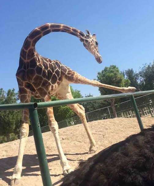 Muere jirafa modesto del parque central por paro cardíaco