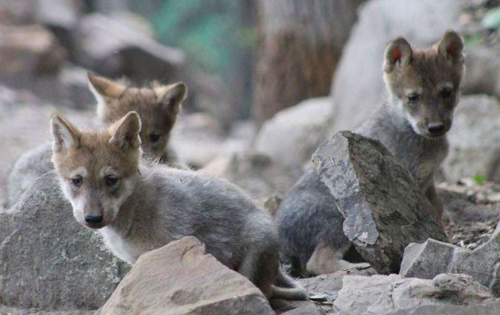 Nacen 5 lobos grises mexicanos en el paso zoo | La Opción de Chihuahua