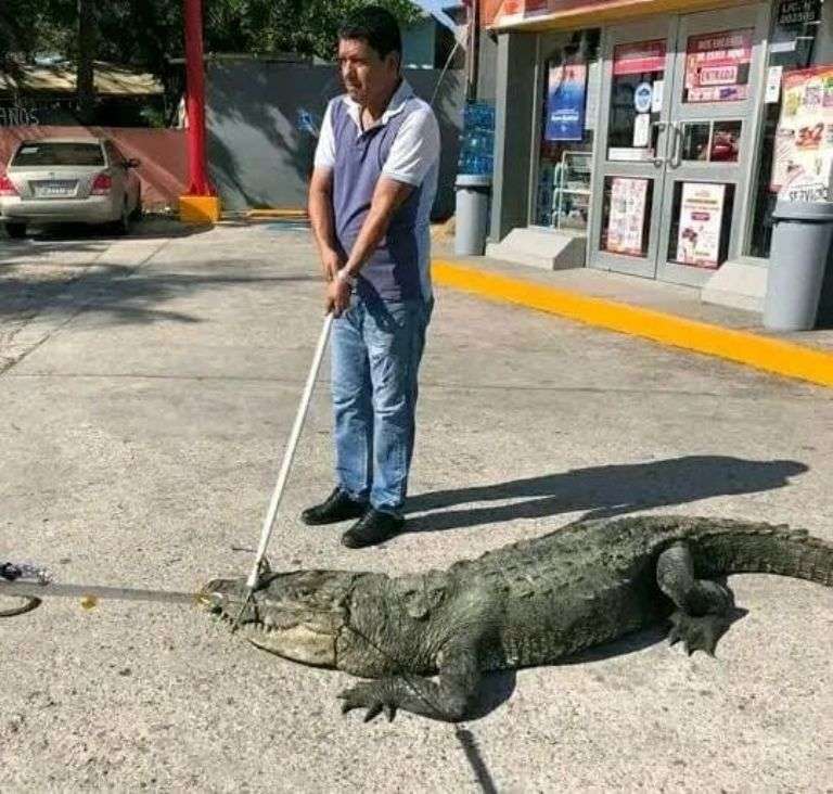 Atrapan a un cocodrilo frente a tienda de conveniencia