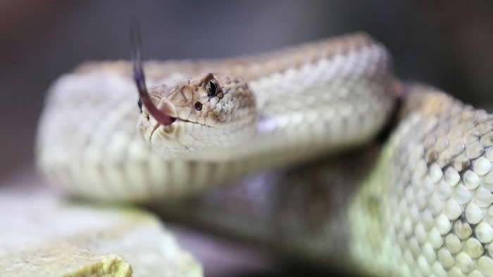 Encuentran más de 100 serpientes en una granja de alemania