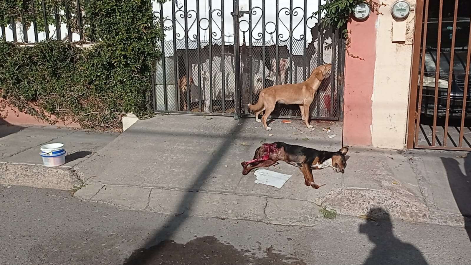 que comen los perros de la calle