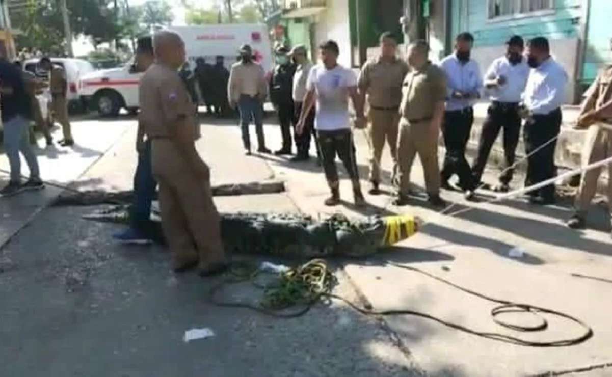 Cocodrilo mata a un hombre en tampico; arrastra el cuerpo por un dren pluvial
